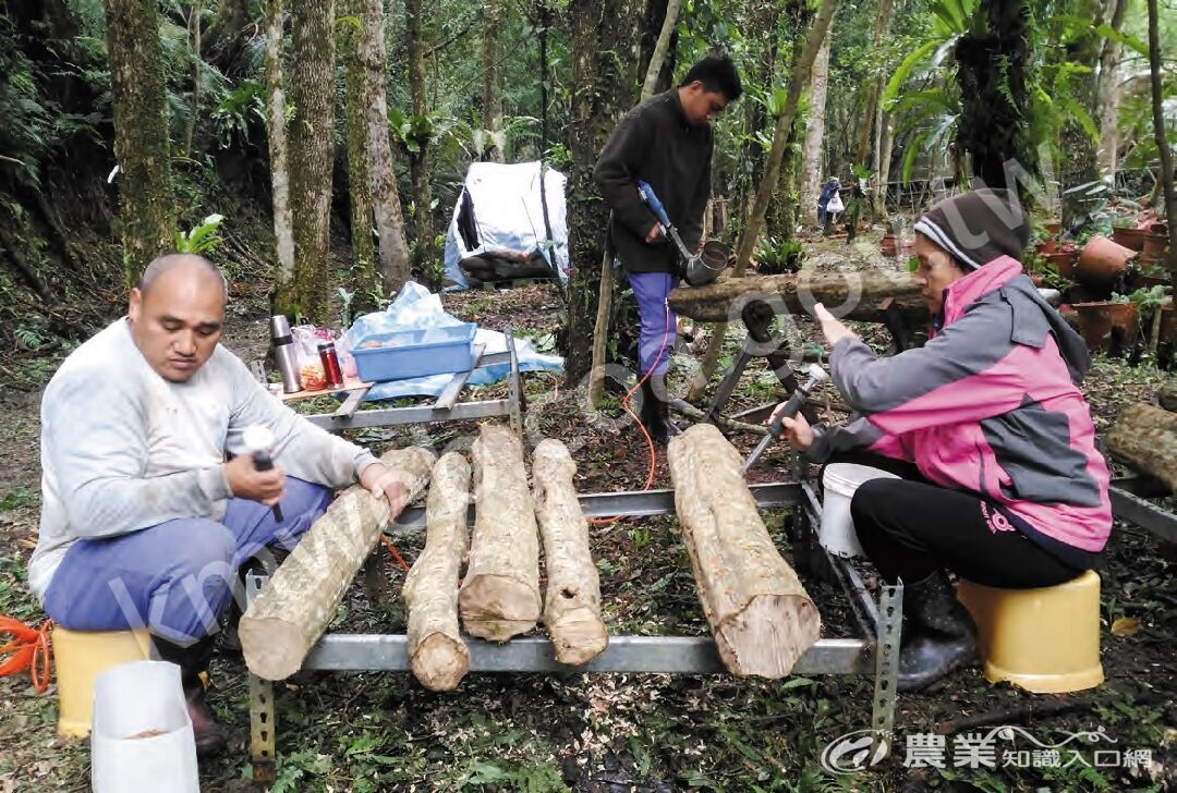 林業試驗所利用疏伐作業、風倒木，使其孔隙自然生長白匏仔、白桕等，作為段木來源。圖為以打洞器在段木上鑽孔，進行接種菇菌。（攝影／馬復京）