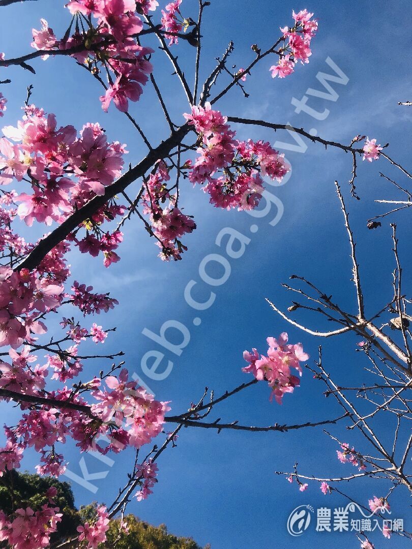 櫻花綻放美不勝收 櫻花綻放美不勝收