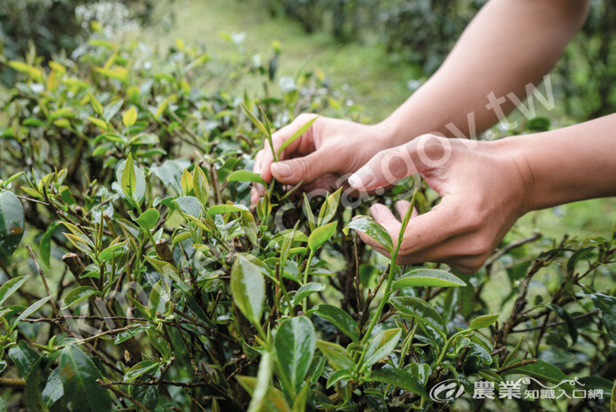 吉林茶園在雲霧繚繞的舞鶴地區製茶，傳承好滋味。