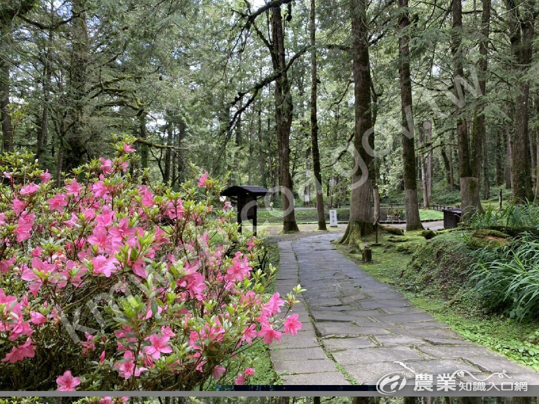 幽靜的姊妹潭步道 幽靜的姊妹潭步道