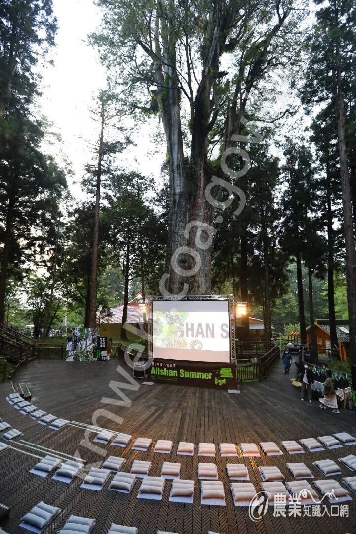 阿里山仲夏電影限量坐墊
