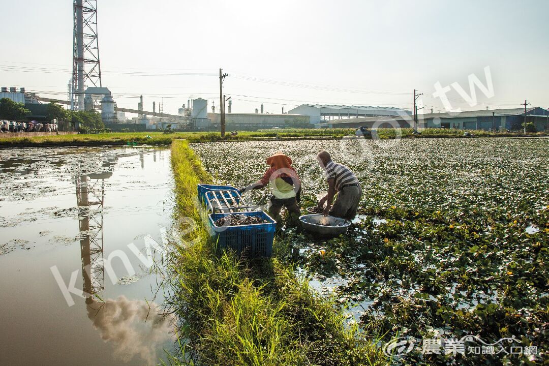 都會近郊的菱角田