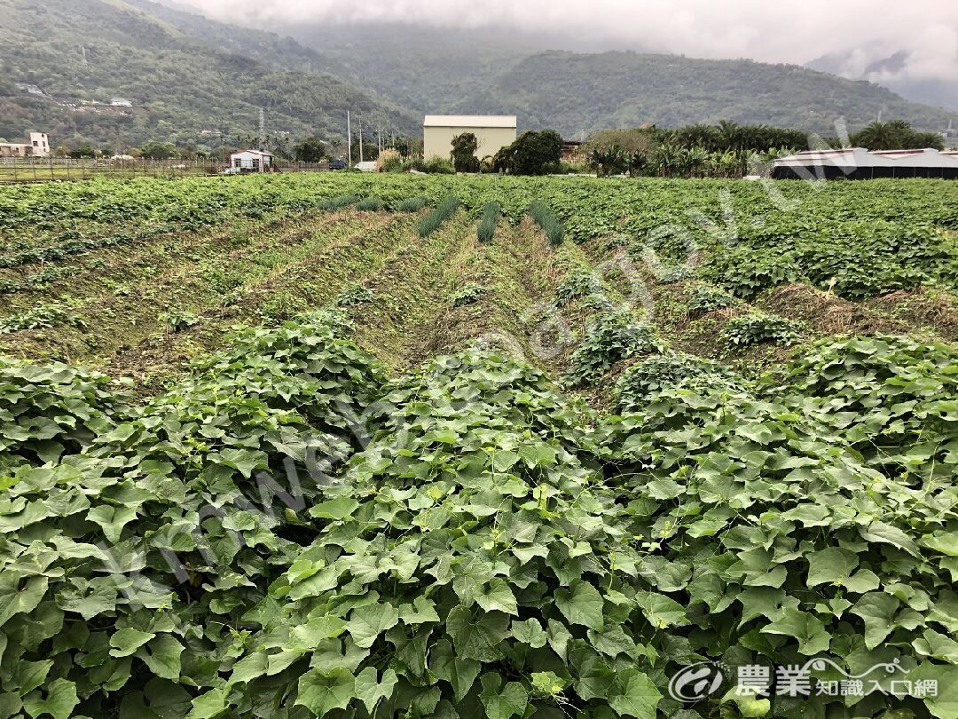 夏季龍鬚菜死亡缺株的情況