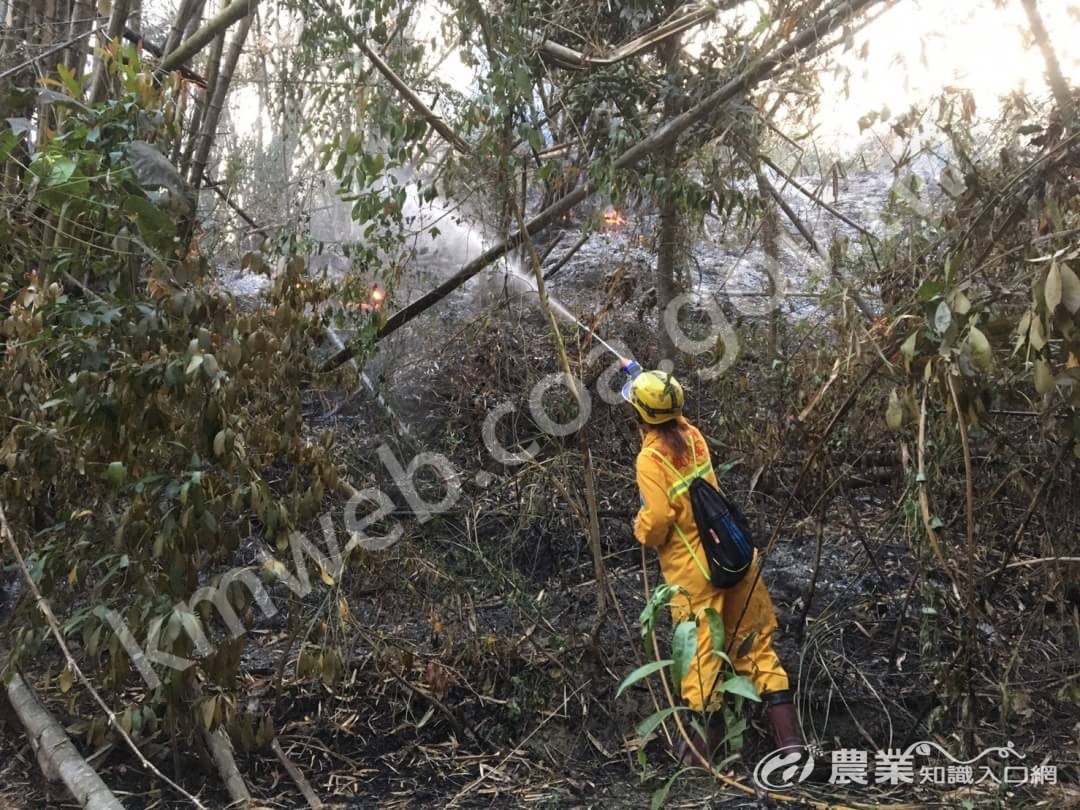 森林護管員(國家森林救火隊)架設水線撲滅林火