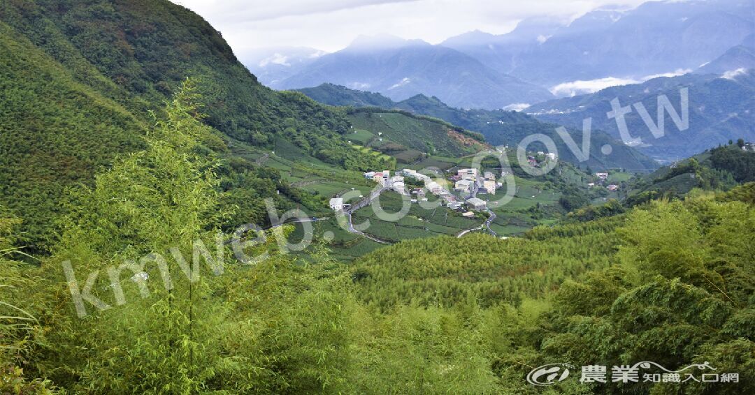 阿里山區山高谷深，氣象萬千。