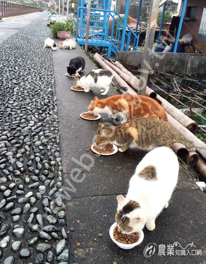 餵食流浪動物時要慎選食物，否則可能造成反效果。