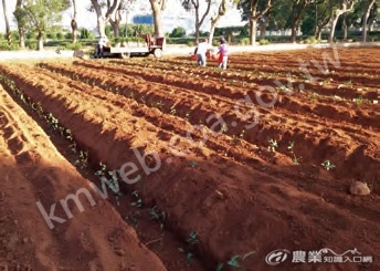 茶苗自動種植機可節省許多人工作業的時間，未來若能搭配生物可分解育苗袋，將可以提高效率。圖片提供／蔡憲宗_(2)