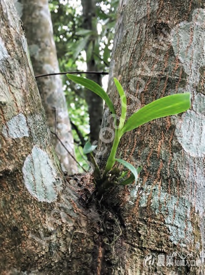 林下栽植櫻石斛，附著於闊葉林樹木枝幹上生長，適合栽植於通風、潮濕、光照強度較高處。（攝影／張淑華）