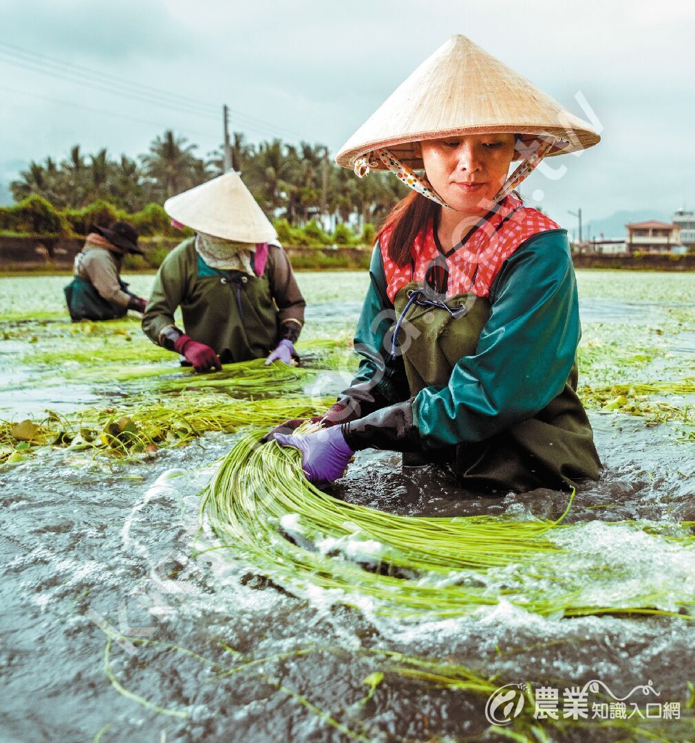 農民將水蓮假莖一根根理順。