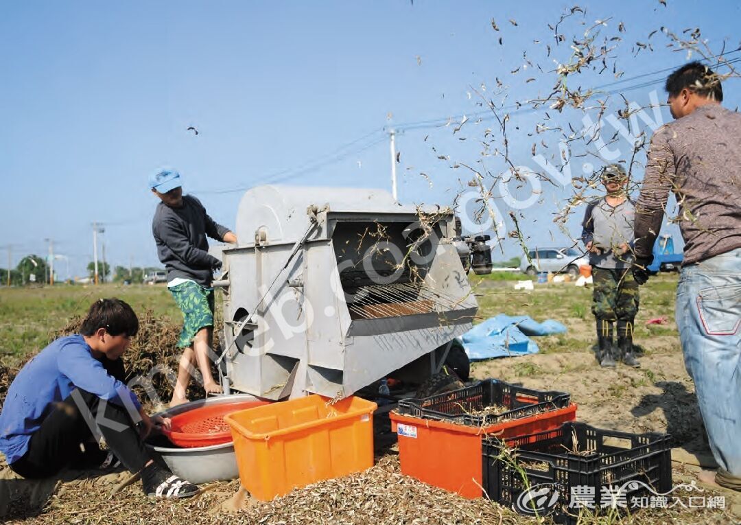 梁哲嘉表示，臺灣農產初級加工技術是失落的一環，以黃豆、黑豆為例，採收過程中摻雜枝葉、沙土，少有加工廠有能力或意願處理。（攝影／梁哲嘉）