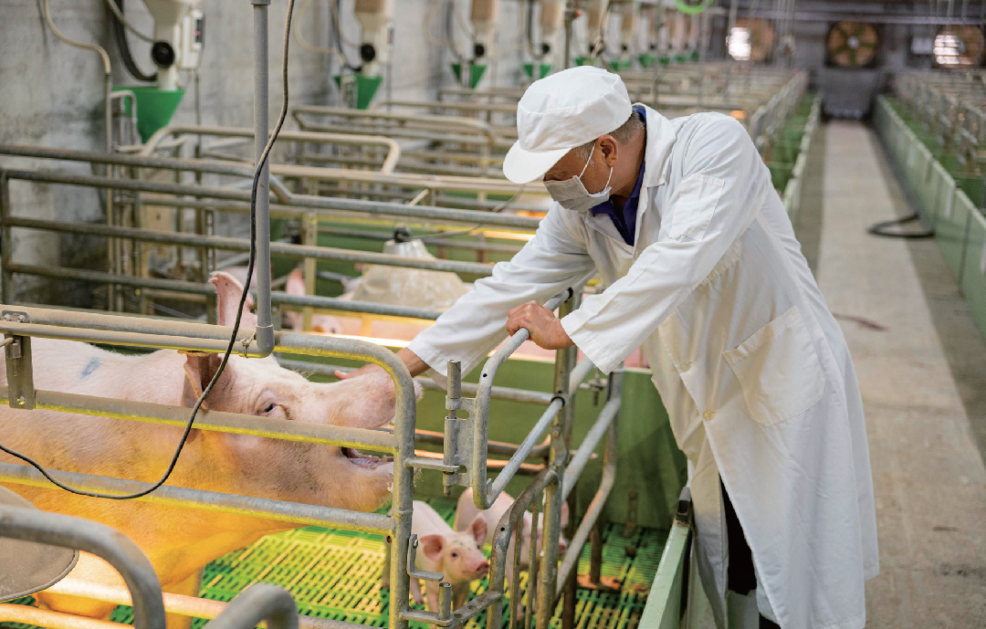 洪崇拼實踐動物福利，「要讓我的豬生活得舒服。