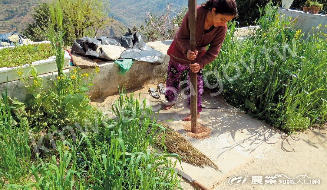 印度山區婦女正在搗當天要吃的旱稻香糯。