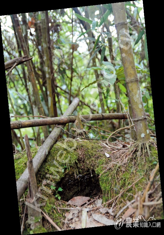 穿山甲遺留的覓食洞穴也是其他物種的自助餐。