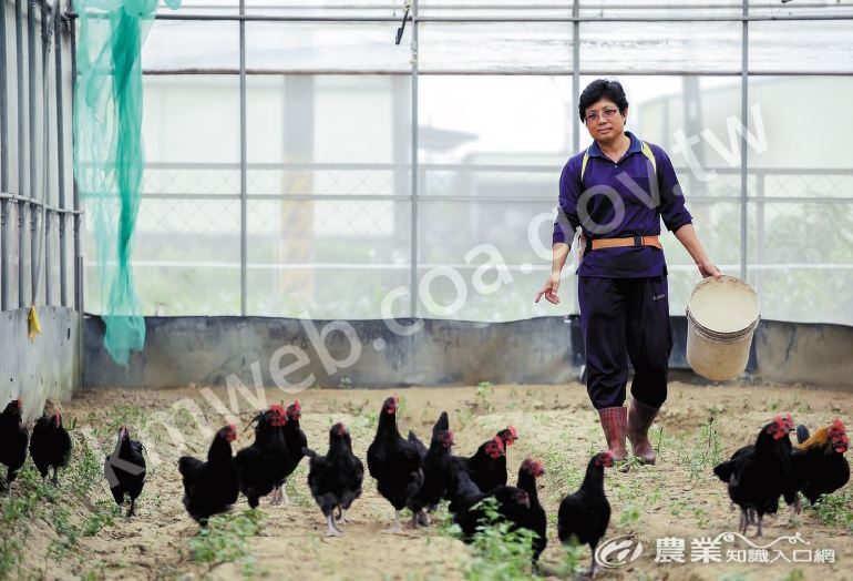 溫室清園期間，放雞入內啄食殘留於植株根部的蟲卵，餵飼豆渣、米糠、玉米，雞糞則順勢成為有機肥料。（攝影／林韋言）