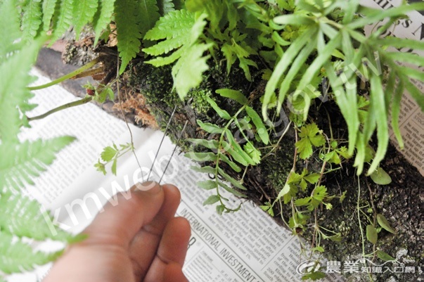 蕨類定位後，將野花草們連根帶土_一起鋪上來，將鐵絲剪小段折成U型，以隱形髮夾的方式壓入土團中，以固定植栽。