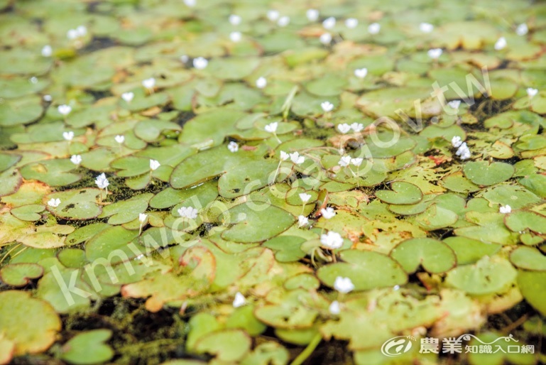 水蓮葉子形狀像愛心。