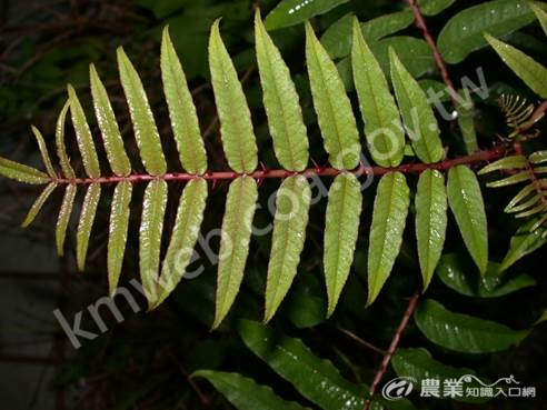 可食用民族植物：食茱萸（又稱紅刺蔥）(圈谷資訊股份有限公司提供)