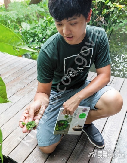 農場的露天池塘也植有多種水草。