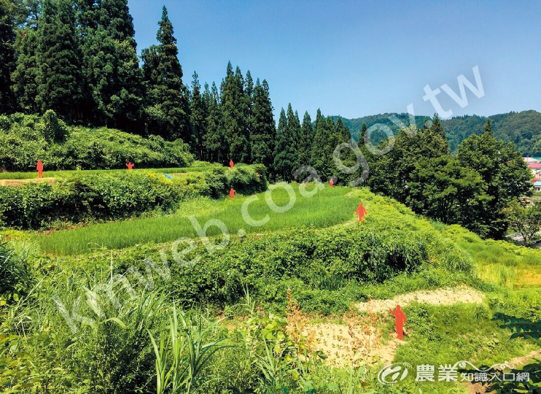 日本越後妻有大地藝術祭裡的作品「棚田」。