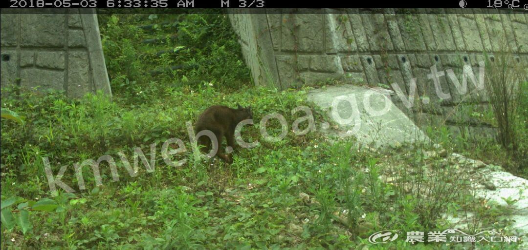 坑溝整治增設橫向動物通道臺灣野山羊也到溪床中覓食