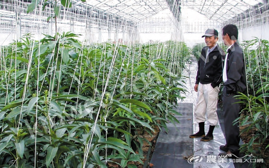 日本芒果設施栽培具防災功能，還可利用環控設備控制芒果生產。