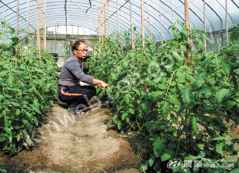 林忠池在新北市樹林區耕種約0_6公頃有機農田，主要生產葉菜類，露天與溫網室生產並行。（攝影／林書帆）