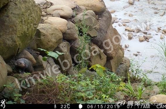 溪流橫向砌石動物通道食蟹獴遊憩蹤跡