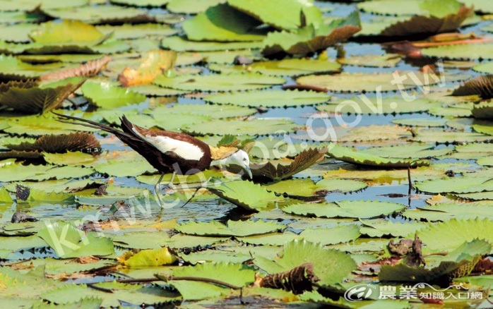 水雉在水生植物上行走時，會乘機捕捉魚類、水生昆蟲、螺類、蛙類，也會吃植物的嫩葉、種子及根部。