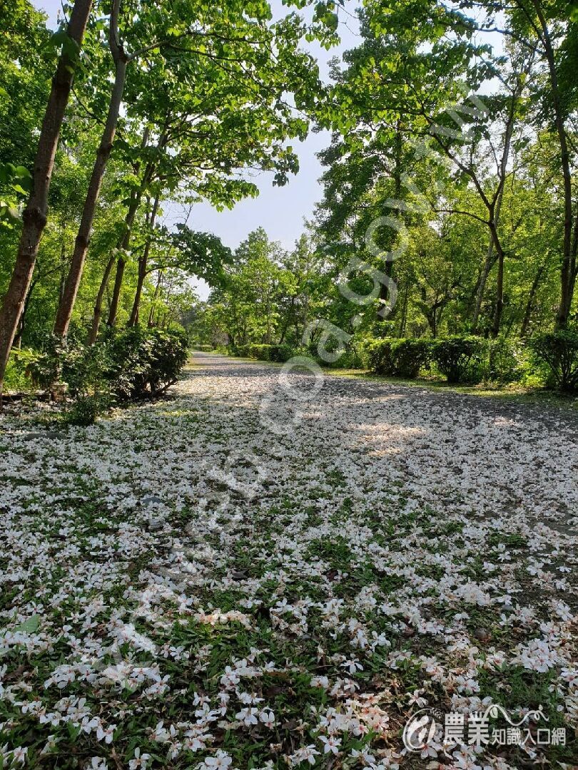 園區4月中旬油桐花盛開，花落似雪。