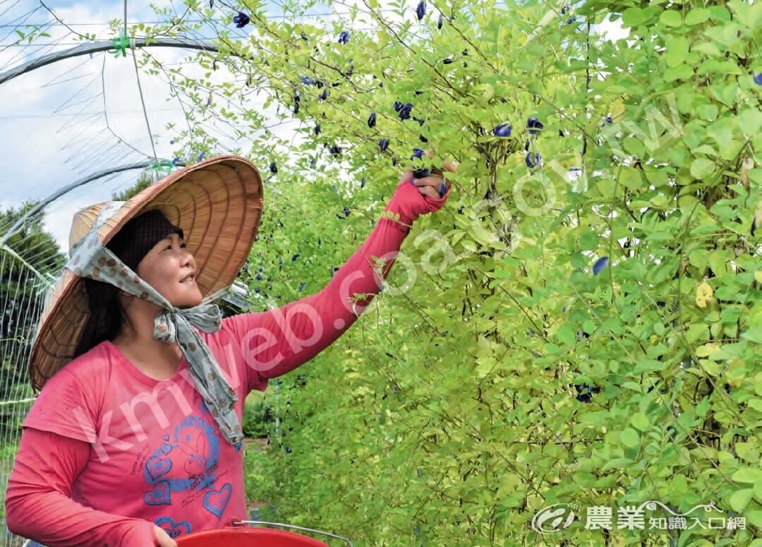 對蘇雪莉來說，從事農作是紓壓良方，隨手採摘蝶豆花調製消暑飲品，務農生涯快意且閒適。