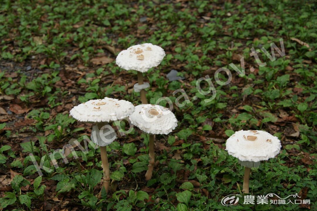 奧萬大國家森林遊樂區內的真菌