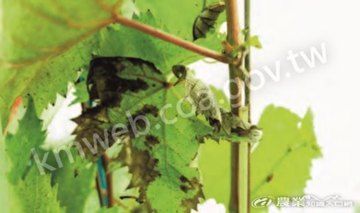 葉部感染晚腐病初期，葡萄葉由葉緣往內腐爛。