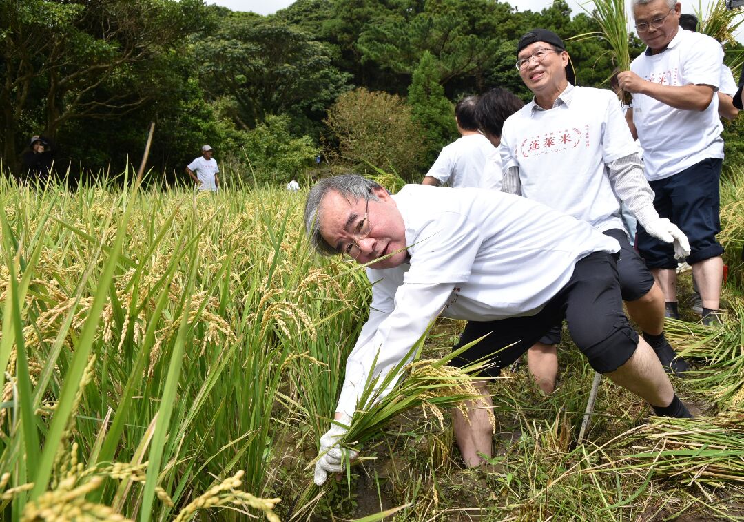 割稻 割稻