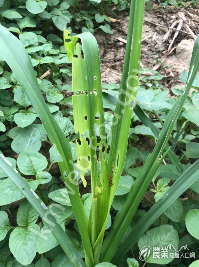 狼尾草植株受害狀，並可見大量蟲糞