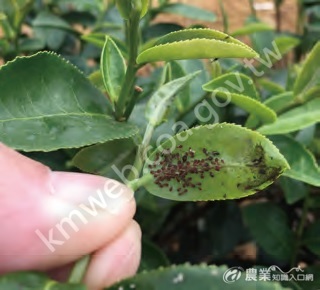 蚜蟲常附著於茶葉背面吸食汁液，造成葉片捲曲壞死。