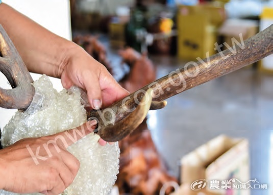 林昆鋒解釋，公鹿年滿2_歲時即可鋸下角座以上鹿茸，若不採收將會骨化成硬角，之後脫落再長出新鹿茸。