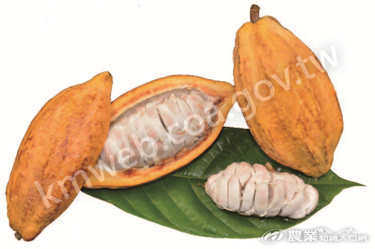 可可果莢剖開後，白色果肉包裹著可可豆。