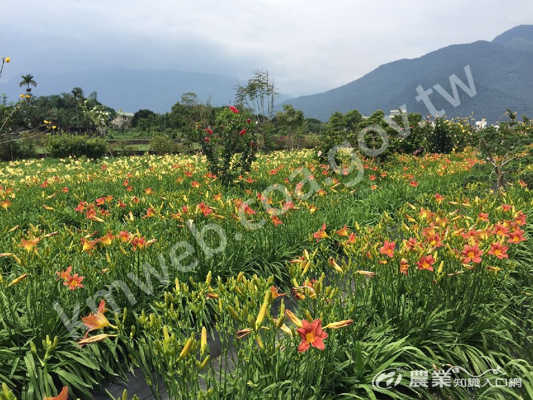 花蓮吉安平地萱草正值開花期，歡迎民眾戶外賞花。