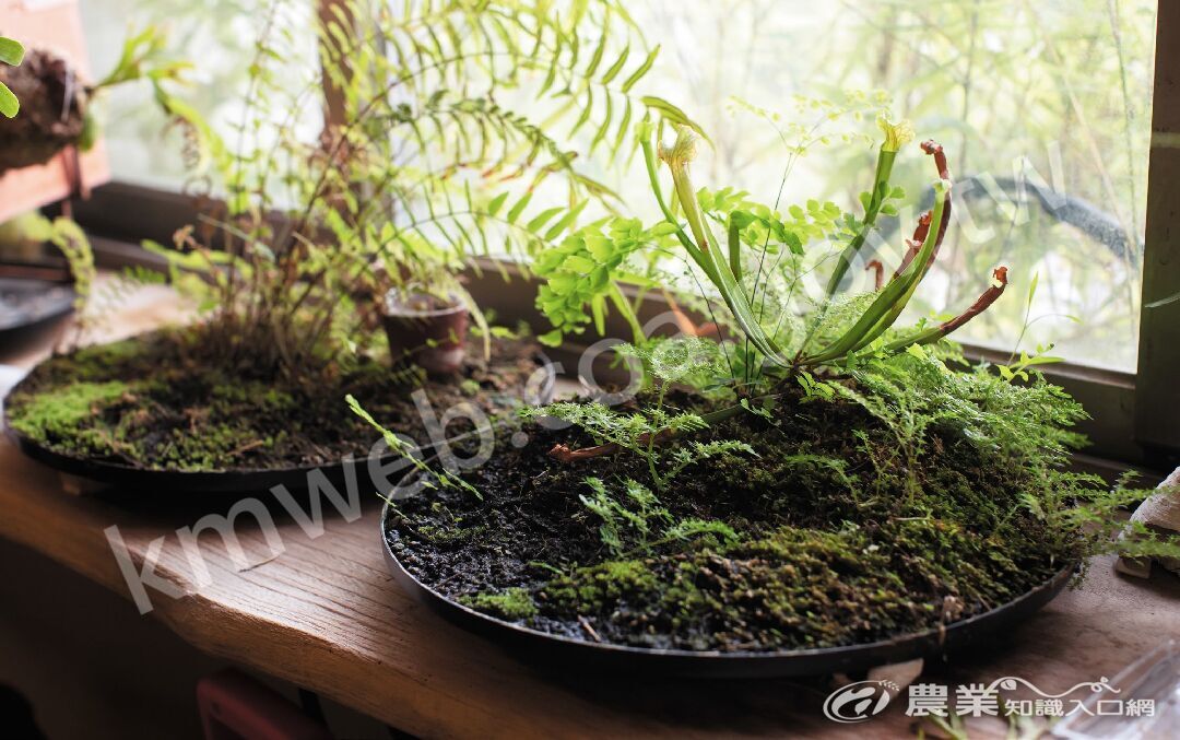 右邊的水盤原本只有種下中間的瓶子草，轉眼長成迷你植物園。