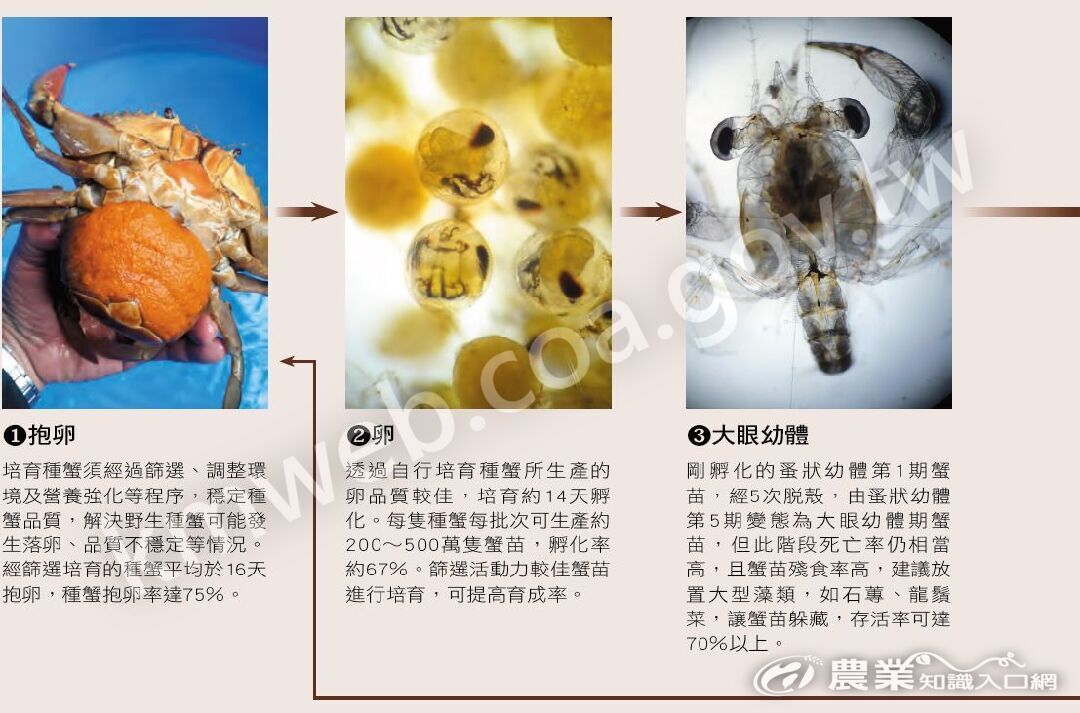 鋸緣青蟹商業化繁殖技術2_(1)