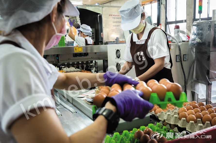 信興蛋品有限公司目前向保證責任台灣省雞蛋運銷合作社承租位於屏東縣鹽埔鄉的集貨場，進行雞蛋洗選作業，日產量高達80_萬顆。