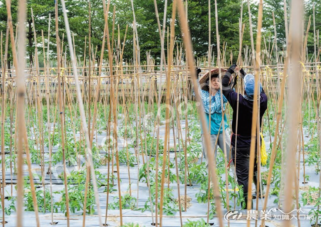 《有機農業促進法》載明有機農業對維護生態環境、生物多樣性的重要性，臺南市官田區時生永續農場除了生產有機蔬菜外，也栽植上千棵樹，並設置生態池，充分體現法規精神。（攝影／謝佩穎）