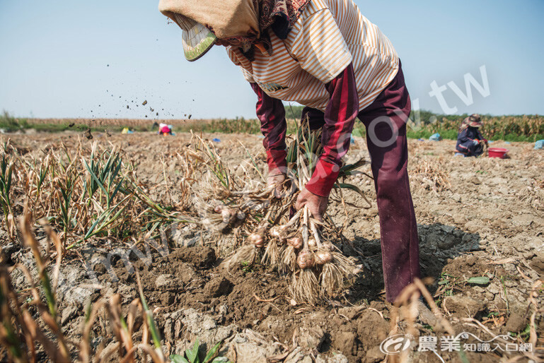 臨時工拔出埋在土裡的蒜頭，再互相敲打，除去表層泥土。