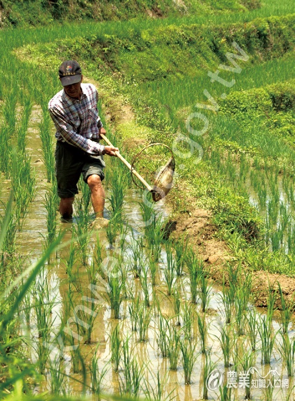 為了照顧環境及糧食健康，農人捨棄農藥循傳統方式控制蟲害。