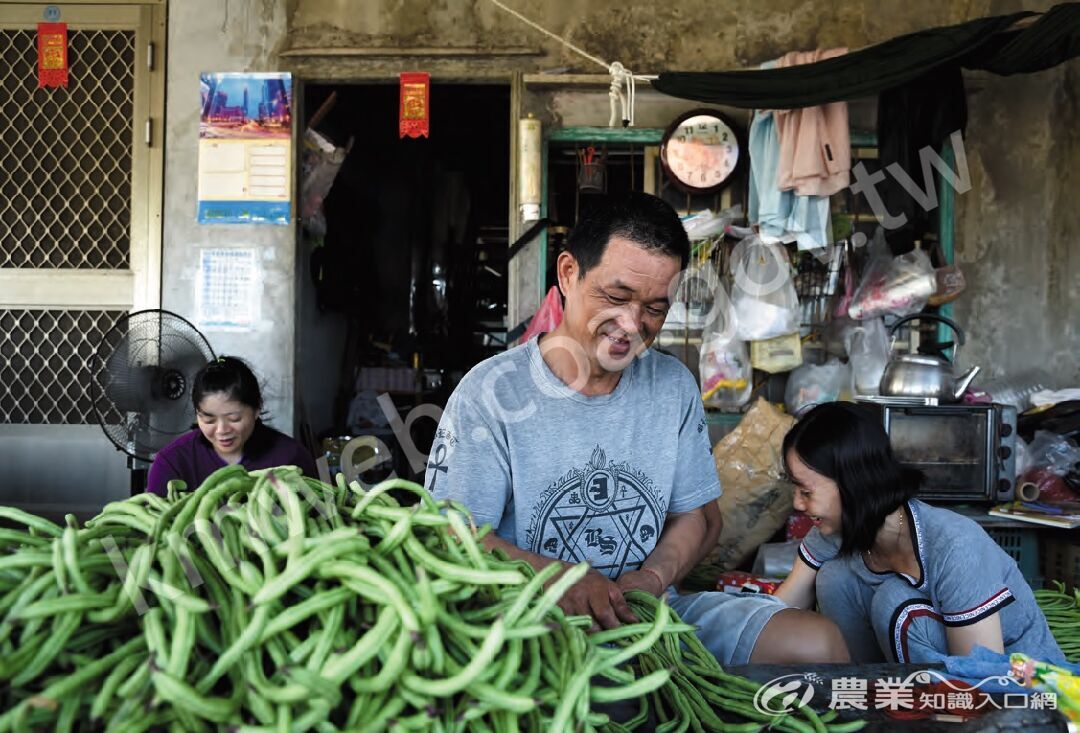 為了趕上在地市場拍賣時間，長豇豆分級亟需人力，農民湛增宏（前）、陳氏貞（右）夫妻倆、先前長年合作夥伴巫思思（左）與家人們協力分工，以趕上預冷時機。