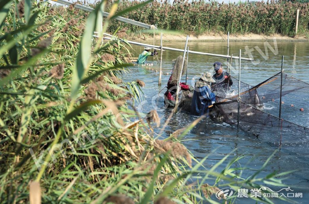 鰻鄉企業社約莫2000年轉型生態養殖，期望找回魚塭周遭消失的生物。