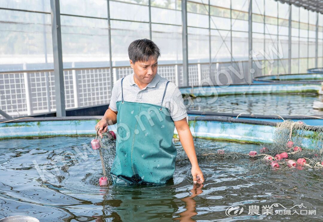 由基本功開始學習，黃壹聖現在已能從養殖池藻相、水色判斷養殖環境。
