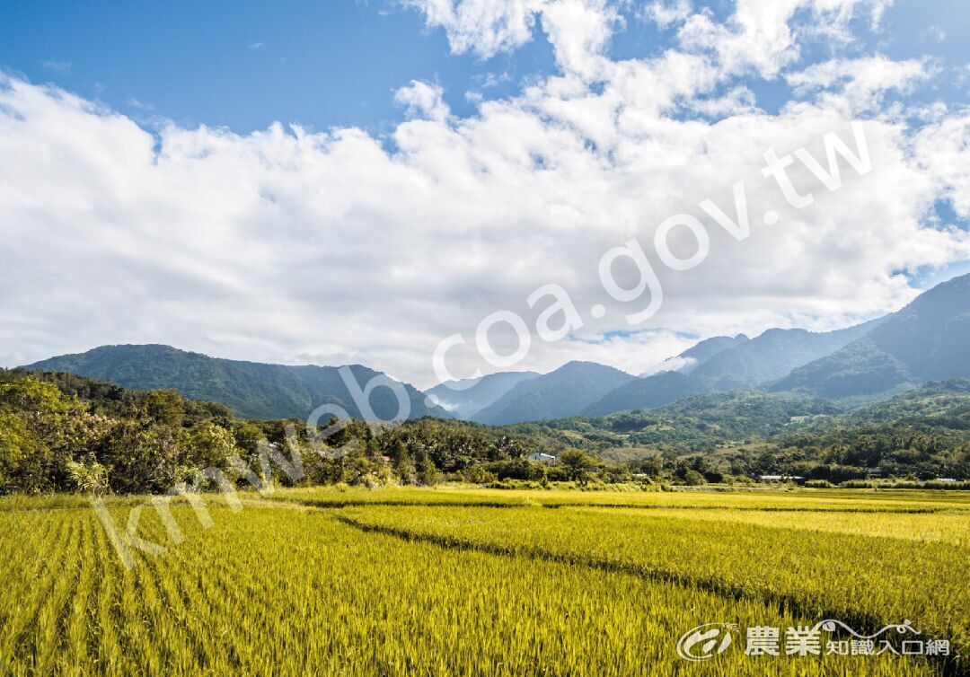 花東縱谷純淨無汙染，稻作為一年兩穫。