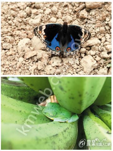 遠足農場遠離塵囂，吸引野生動物和昆蟲來當鄰居。（圖片提供／陳琬婷）