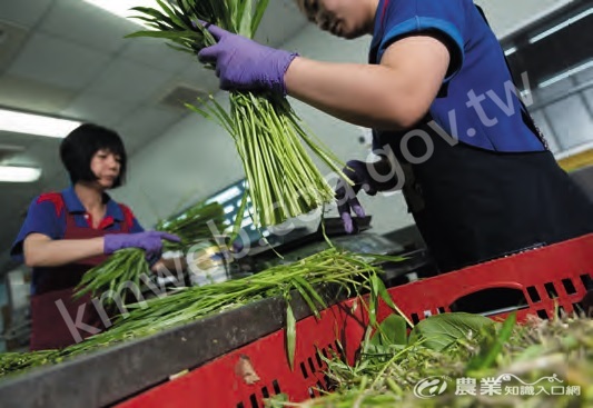 太陽生鮮農產股份有限公司雖引進自動包裝機器，但傳統人力具有彈性調整的優點，例如處理少量訂單則不一定透過機器。